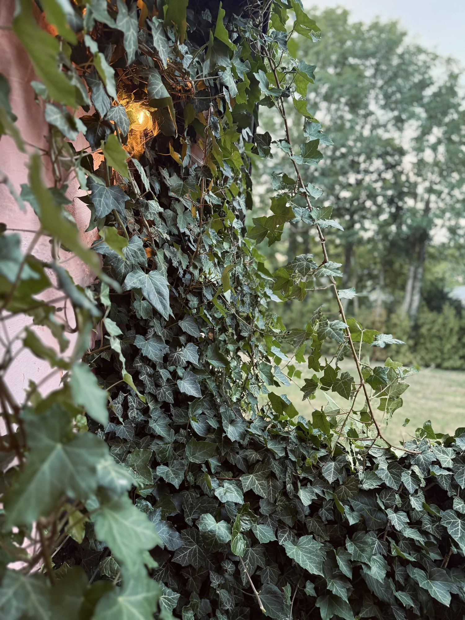 Fasaden med murgrona